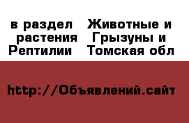  в раздел : Животные и растения » Грызуны и Рептилии . Томская обл.